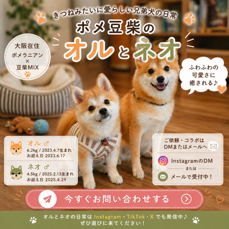 ポメ豆柴のオルとネオ