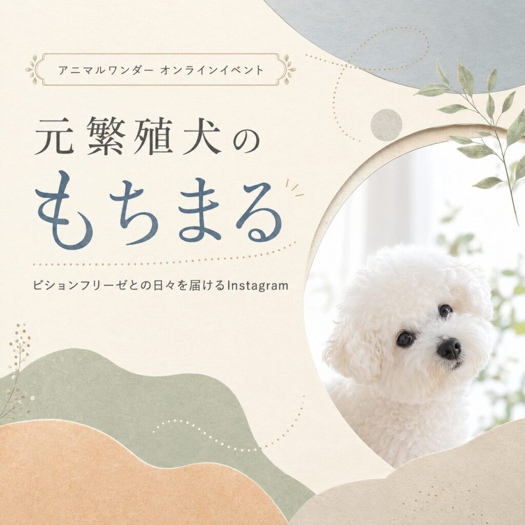 元繁殖犬のもちまる｜ビションフリーゼとの日々を届けるInstagram
